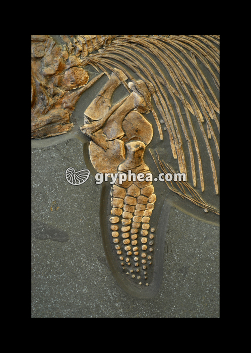 Ichthyosaure - détail du membre antérieur gauche (Ichthyosaurus sp. Jurassique inférieur) - gryphea.com